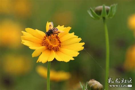小蜜蜂 小蜜蜂 飞到西来飞到东 东边花儿开 文心蘭開花時間